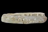 Bargain, Enchodus Jaw Section with Teeth - Cretaceous Fanged Fish #90140-2